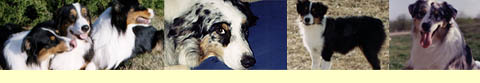 Dog images