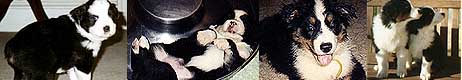 Puppies